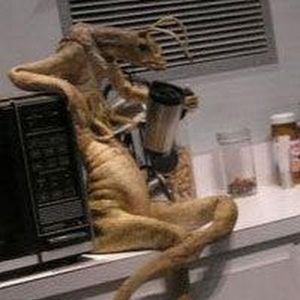 Meet your Posher, Tanner